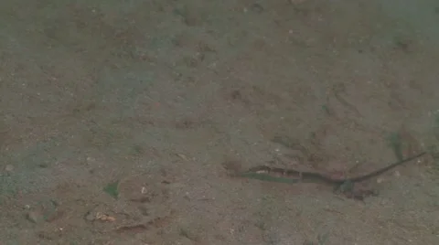 Small pip fish catches pray wide Stock Footage 57102807