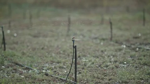 Small pipe sprinkler spraying water catching the light in young field Stock Footage 84201272