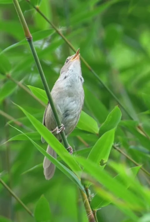 A small plain prinia bird singing perched on a bamboo stem Stock Footage 336033580