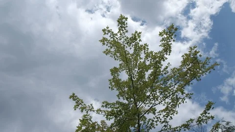 A small plane flies low over the city and houses Stock Footage 130117918