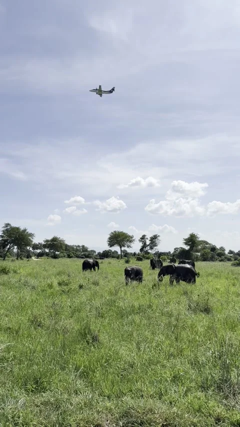 Small Plane Flying Over Elephant Herd in Mikumi National Park – Tanzania Stock-Footage 332920635