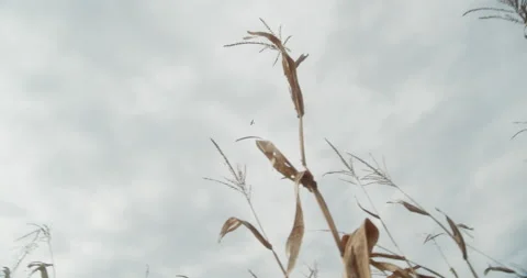 A small plane in the sky, seen from a cornfield Stock Footage 167561949