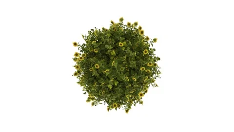 A small planet covered with sunflowers rotates in different directions on a Stock Footage 155368961