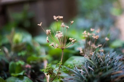 Small Plant 1 스톡 사진