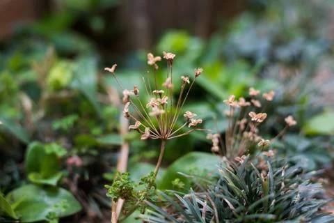 Small Plant 2 스톡 사진