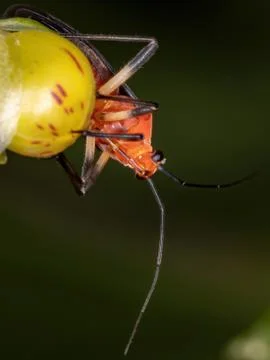Small Plant Bug Stock Photos