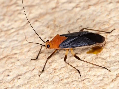 Small Plant Bug Stock Photos