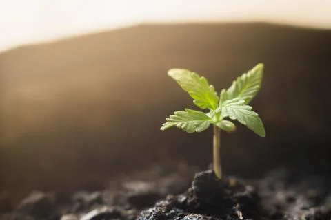 A small plant of cannabis seedlings at the stage of vegetation planted in the Stock Photos