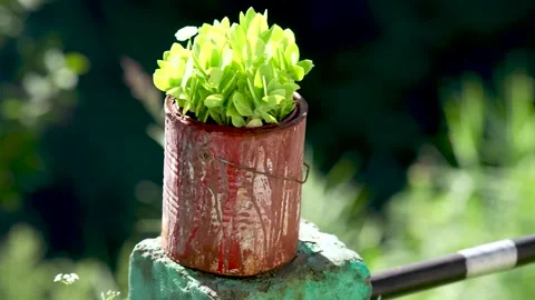 Small Plant in Clay Pot Stock Footage 316891389