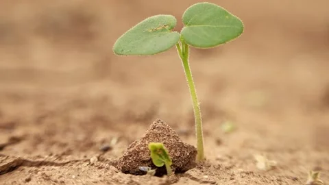 Small plant close-up 스톡 동영상 224727792