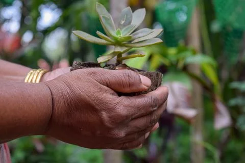 A small plant in coconut shell Stock Photos
