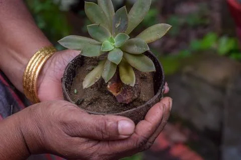 A small plant in coconut shell Stock Photos