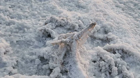 The small plant covered by white salt crystals on the surface of the white dry Vidéo 123894530