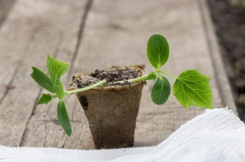 Small plant of cucumber Foto stock