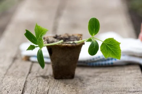 Small plant of cucumber Stock Photos