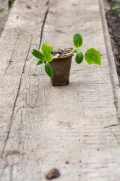 Small plant of cucumber Stock Photos