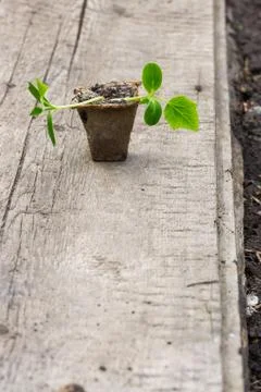 Small plant of cucumber Stock Photos