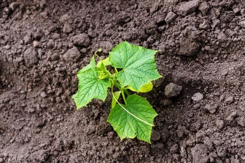 Small plant of cucumber Fotos de archivo