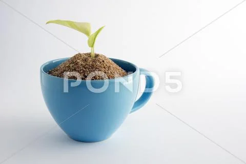 Small Plant in a Cup Stock Photos