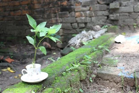 A small plant in a cup. Stock Photos