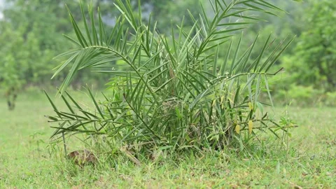 Small plant of date palm. Stock Footage 344951583