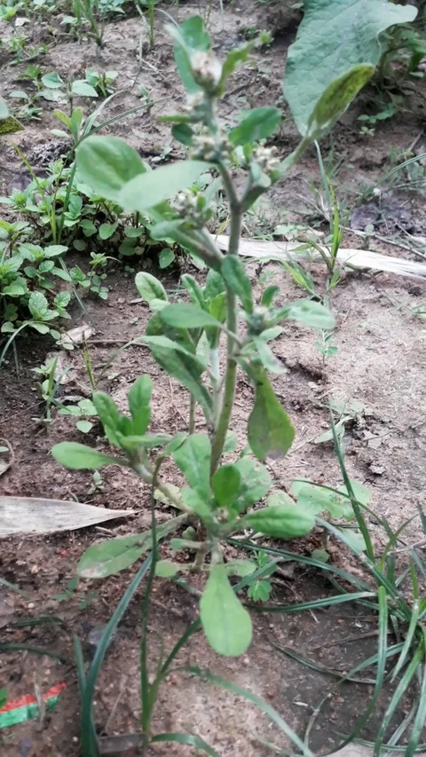 Small Plant Stock Footage 126361728