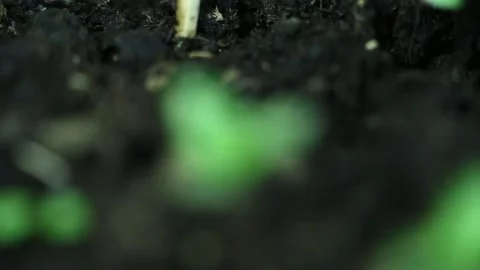 Small plant Stock Footage 131231980