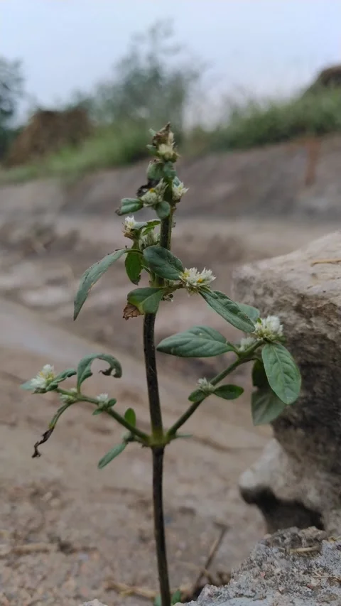 Small plant Stock Footage 144910376