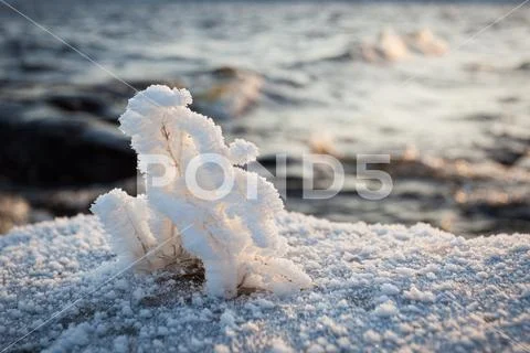 Small plant frozen in lake shore at cold winter morning Stock Photos