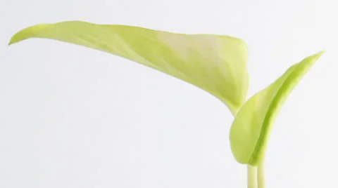 Small Plant Germinating in a coffee cup with Copy-space. Stock-Footage 56285749