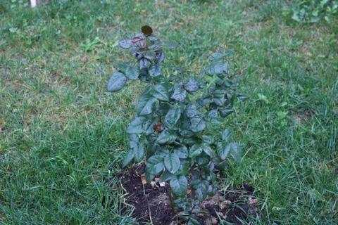 Small plant on the grass Stock Photos