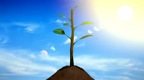 Small plant growing Stock-Footage 28499348