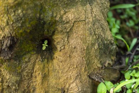 Small plant growing on a tree trunk with some parts in focus Stock Photos