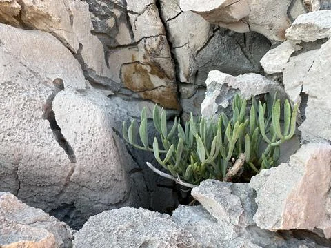 Small plant grows between rocks in a rough landscape showing nature's ability to Stock Photos