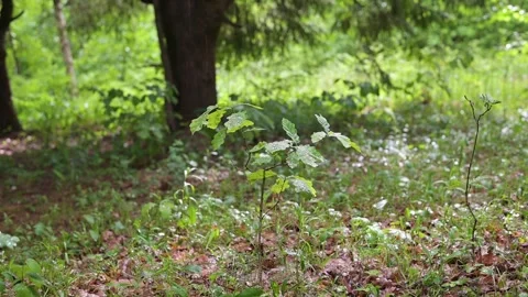A small plant grows in a forest area surrounded by greenery. The sun shines Stock Footage 339024246