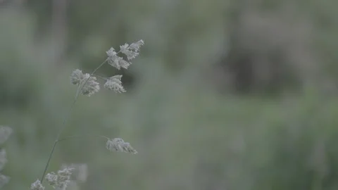 Small plant grows in forest on blurry trees background Stock Footage 258844803