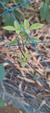 Small plant inside net Stock Photos