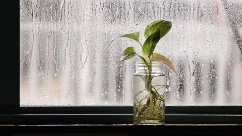 Small Plant in Jar on Rainy Window Sill Stock Footage 327107425