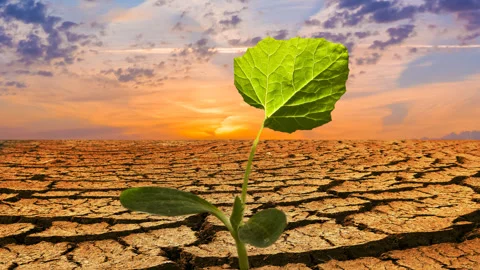 Small plant with leaf in a cracked earth time lapse scene Video stock 276166433