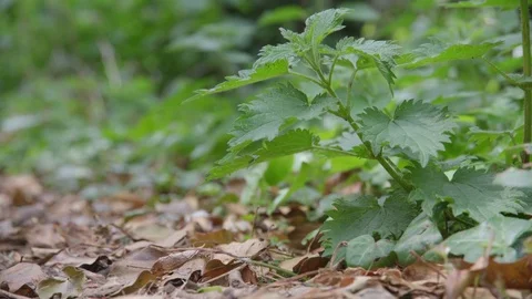 Small Plant by leaved nature path Vidéo 75531955