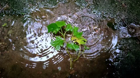 A Small Plant Leaves Getting Hit By Raindrops Stock Footage 227356659