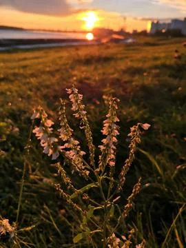 Small plant in the light of sunset Foto stock