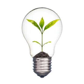 Small plant in a lightbulb Stock Photos