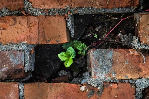 A small plant makes its way through the bricks Stock Photos