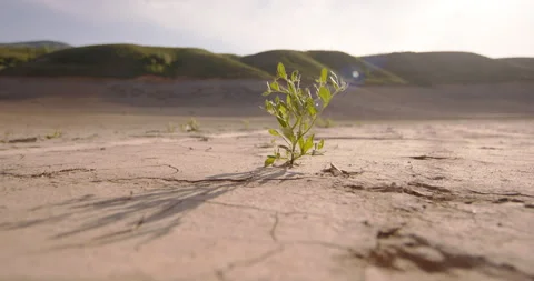 Small plant making its way through dry hard dead ground and swaying in light Video stock 245702099