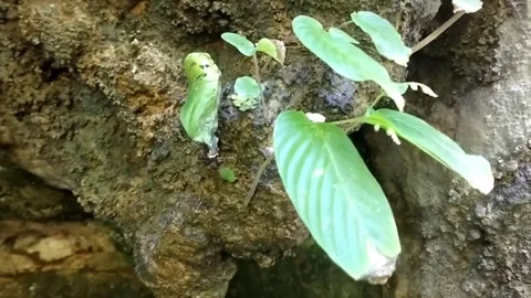Small Plant on Mossy Wall Stock Footage 330587120