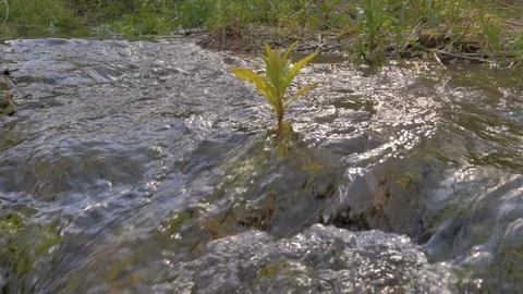 Small plant moved by the stream of a mountain river in slow motion Stock Footage 124384818