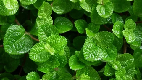 Small plant for nature background. Stock Footage 79225647