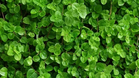 Small plant for nature background. Stock Footage 79225770