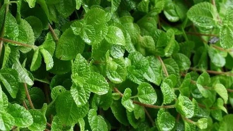 Small plant for nature background. Stock Footage 79226411